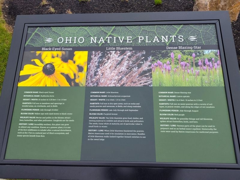 Black-Eyed Susan - Little Bluestem - Dense Blazing-Star Marker. Click for full size. Black-Eyed Susan - Little Bluestem - Dense Blazing-Star Marker image. Click for full size.
