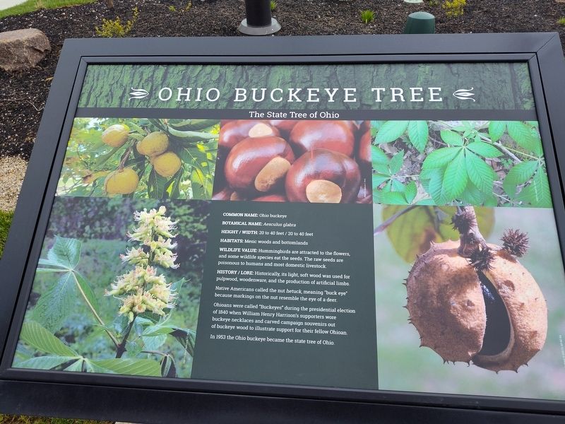 Ohio Buckeye Tree Marker. Click for full size. Ohio Buckeye Tree Marker image. Click for full size.