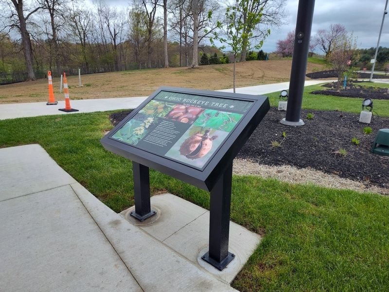 Ohio Buckeye Tree Marker. Click for full size. Ohio Buckeye Tree Marker image. Click for full size.