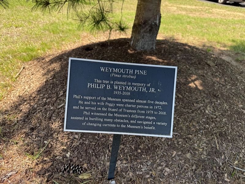 Weymouth Pine Marker image. Click for full size.