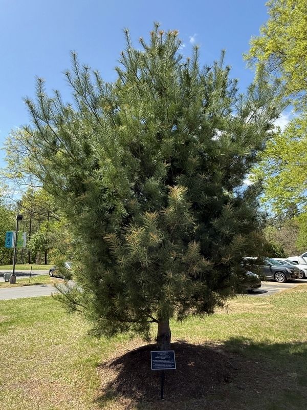 The Weymouth Pine image. Click for full size.