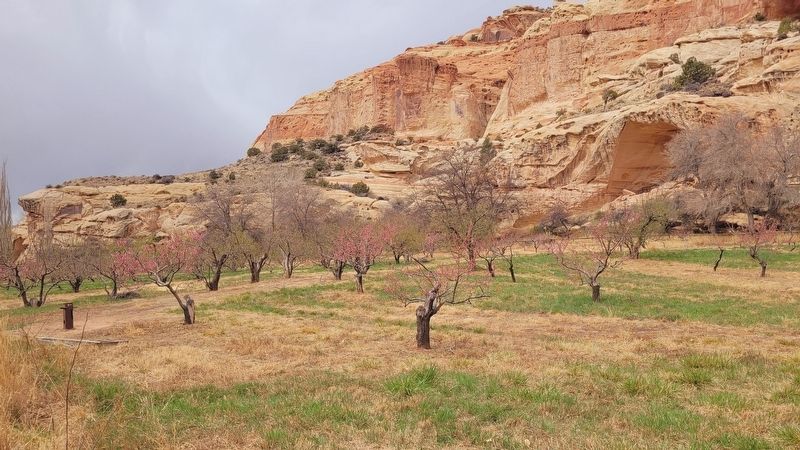 A view of the nearby orchard. Click for full size. A view of the nearby orchard image. Click for full size.