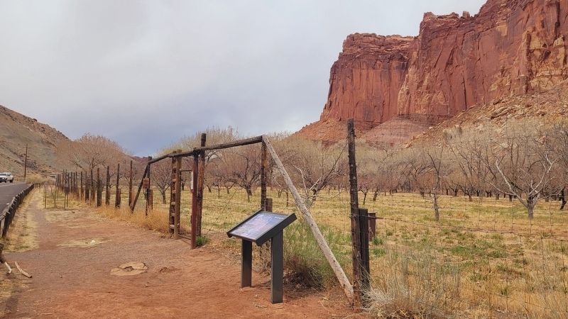 The view of the orchard and the Giving Groves Marker along the street. Click for full size. The view of the orchard and the Giving Groves Marker along the street image. Click for full size.