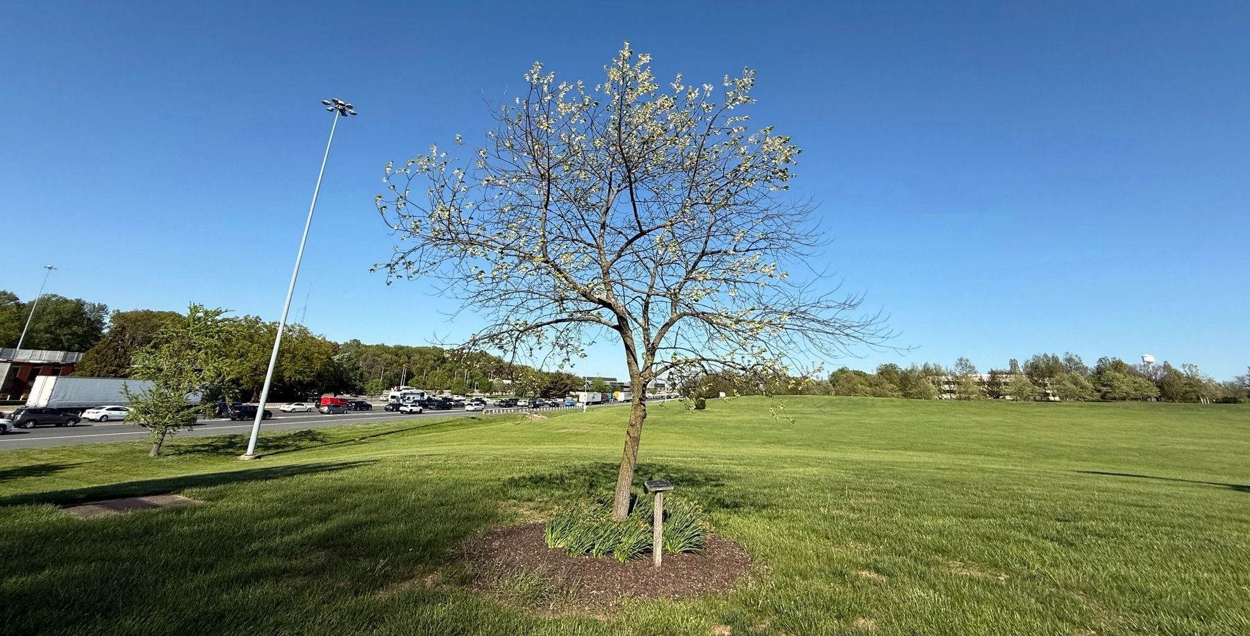 Veterans Memorial Tree image. Click for full size.