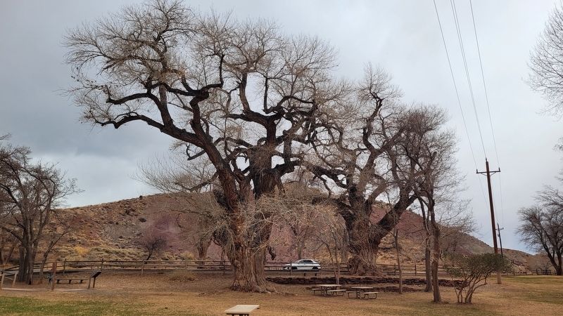 The view of the cottonwood trees and marker from the park. Click for full size. The view of the cottonwood trees and marker from the park image. Click for full size.