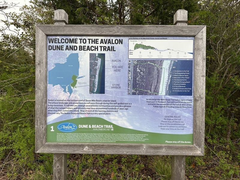 Welcome to the Avalon Dune and Beach Trail Marker. Click for full size. Welcome to the Avalon Dune and Beach Trail Marker image. Click for full size.