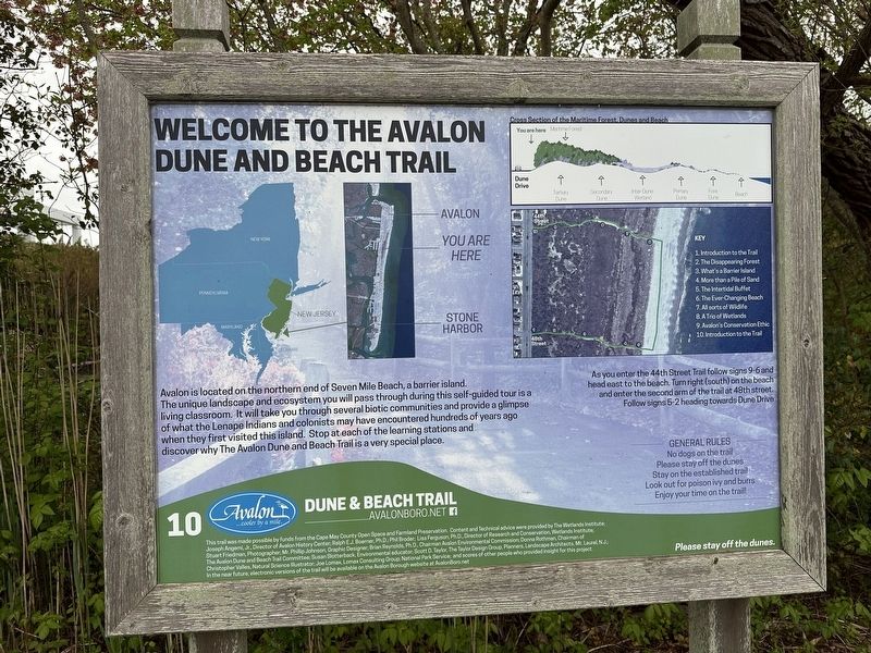 Welcome to the Avalon Dune and Beach Trail Marker. Click for full size. Welcome to the Avalon Dune and Beach Trail Marker image. Click for full size.