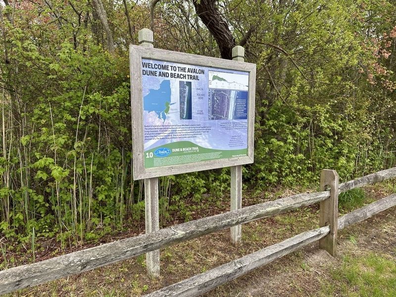 Welcome to the Avalon Dune and Beach Trail Marker - wide view. Click for full size. Welcome to the Avalon Dune and Beach Trail Marker - wide view image. Click for full size.