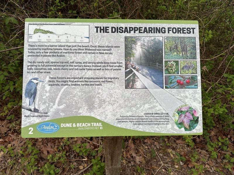 The Disappearing Forest Marker. Click for full size. The Disappearing Forest Marker image. Click for full size.