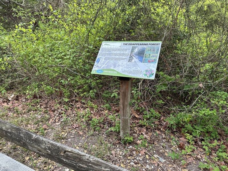 The Disappearing Forest Marker - wide view. Click for full size. The Disappearing Forest Marker - wide view image. Click for full size.