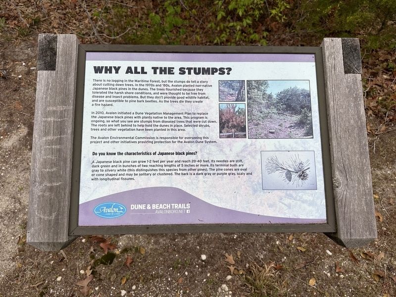 Why all the Stumps? Marker. Click for full size. Why all the Stumps? Marker image. Click for full size.