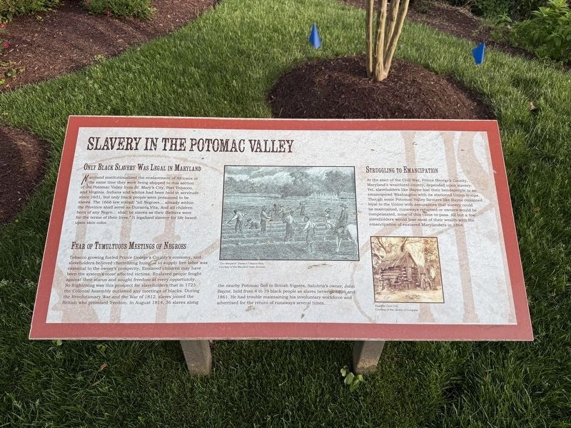 Slavery in the Potomac Valley Marker. Click for full size. Slavery in the Potomac Valley Marker image. Click for full size.