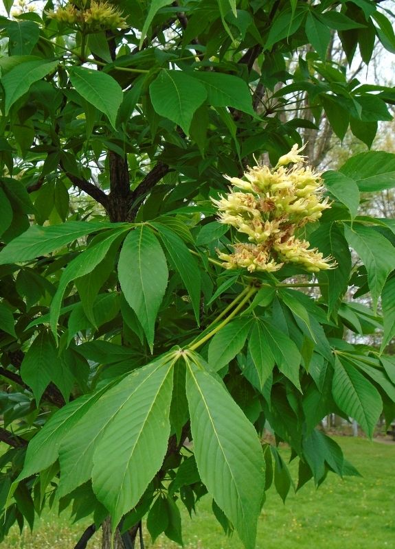 Ohio Buckeye Tree Detail. Click for full size. Ohio Buckeye Tree Detail image. Click for full size.