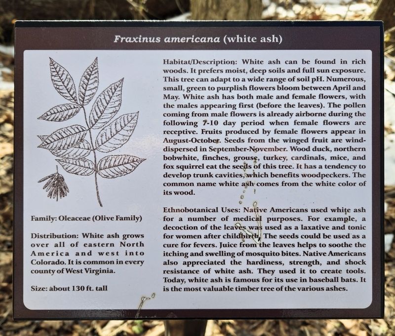 <i>Fraxinus americana (white ash)</i> Marker. Click for full size. <i>Fraxinus americana (white ash)</i> Marker image. Click for full size.