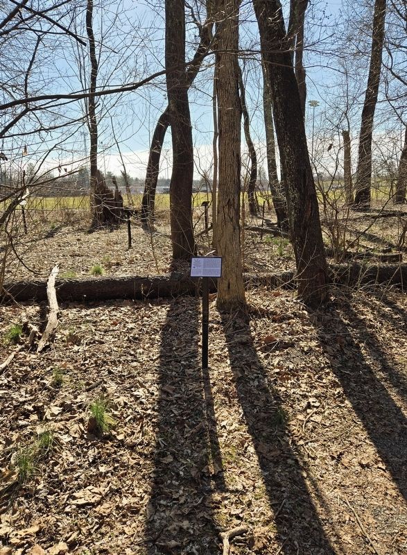 <i>Fraxinus americana (white ash)</i> Marker. Click for full size. <i>Fraxinus americana (white ash)</i> Marker image. Click for full size.