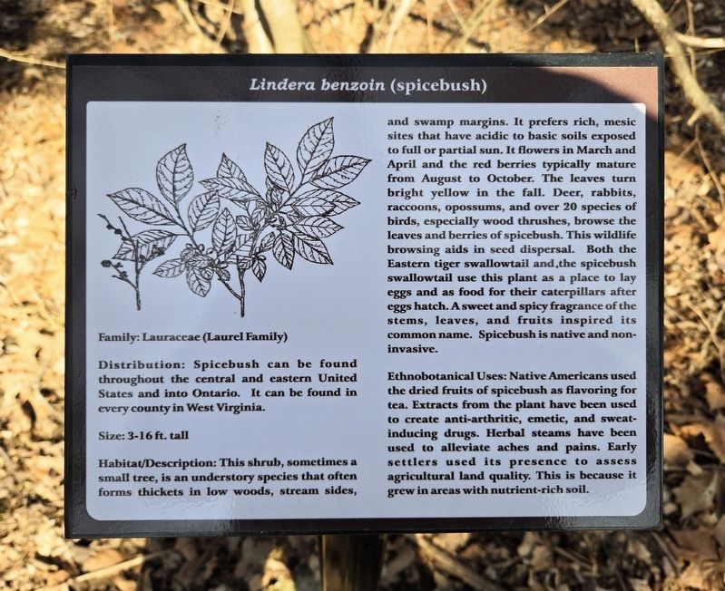 <i>Lindera benzoin</i> (spicebush) Marker image. Click for full size.