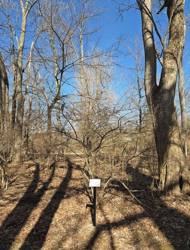 <i>Lindera benzoin</i> (spicebush) Marker image. Click for full size.