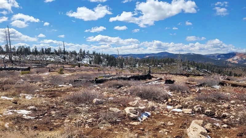 A view of the forest after the fire. Click for full size. A view of the forest after the fire image. Click for full size.