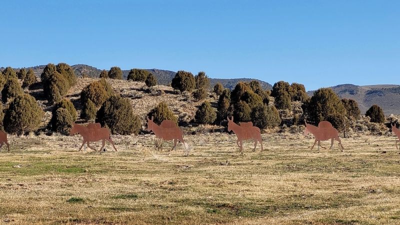 Closeups of the mules. Click for full size. Closeups of the mules image. Click for full size.