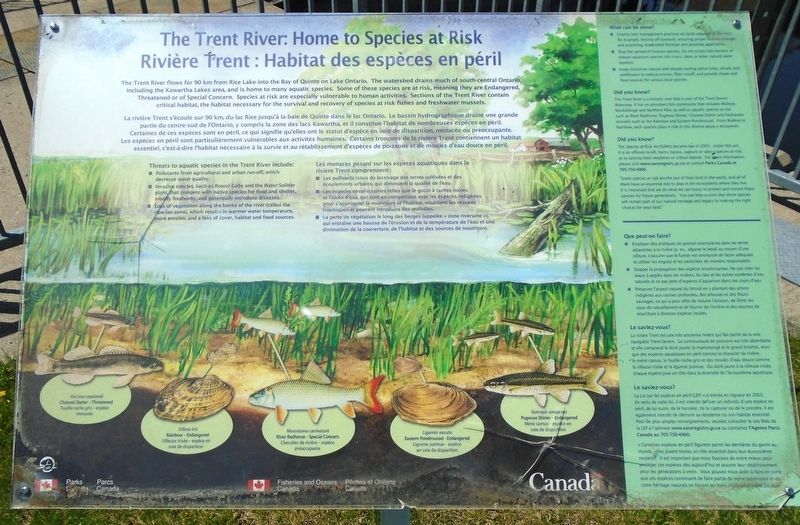 The Trent River: Home to Species at Risk Marker. Click for full size. The Trent River: Home to Species at Risk Marker image. Click for full size.