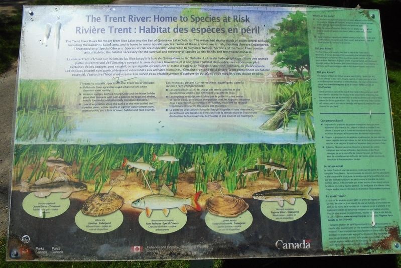 The Trent River: Home to Species at Risk Marker. Click for full size. The Trent River: Home to Species at Risk Marker image. Click for full size.
