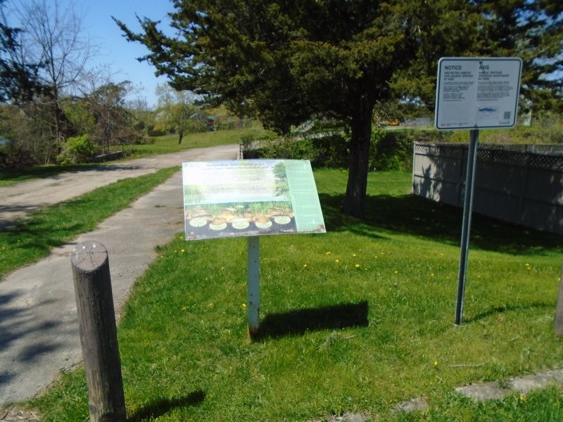 The Trent River: Home to Species at Risk Marker. Click for full size. The Trent River: Home to Species at Risk Marker image. Click for full size.