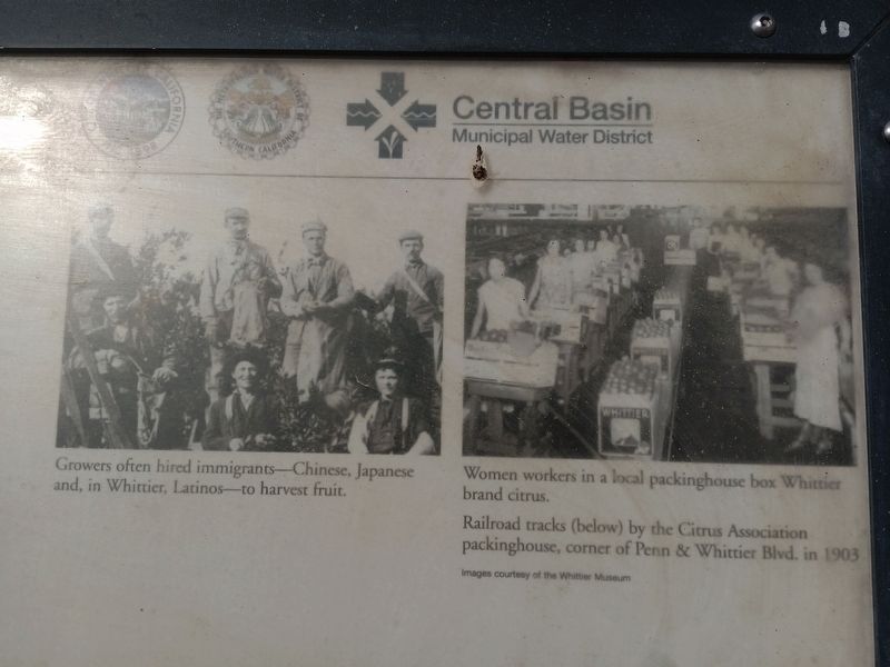 Whittier Citrus Association - Big and Busy Marker image. Click for full size.