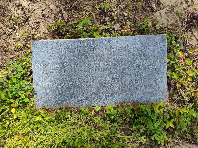 Witness Tree Marker. Click for full size. Witness Tree Marker image. Click for full size.
