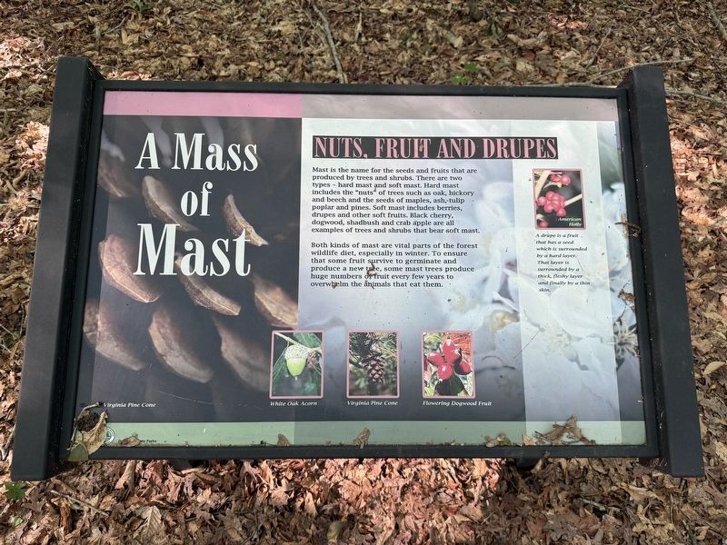 A Mass of Mast [signage along the trail] image. Click for full size.