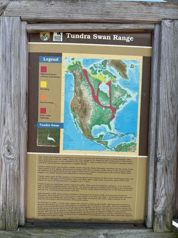 Tundra Swan Range Marker image. Click for full size.