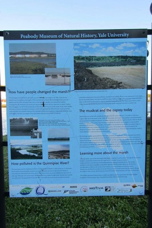 How have people changed the marsh - Marker. Click for full size. How have people changed the marsh - Marker image. Click for full size.
