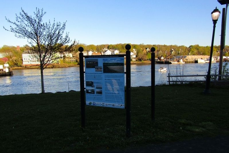 How have people changed the marsh - Marker. Click for full size. How have people changed the marsh - Marker image. Click for full size.