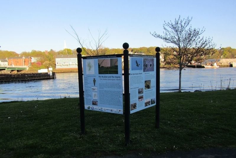 The Quinnipiac Marsh Timeline Marker image. Click for full size.