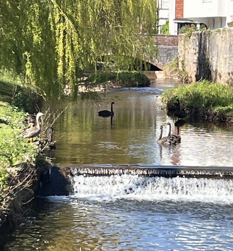 The Black Swans of Dawlish image. Click for full size.