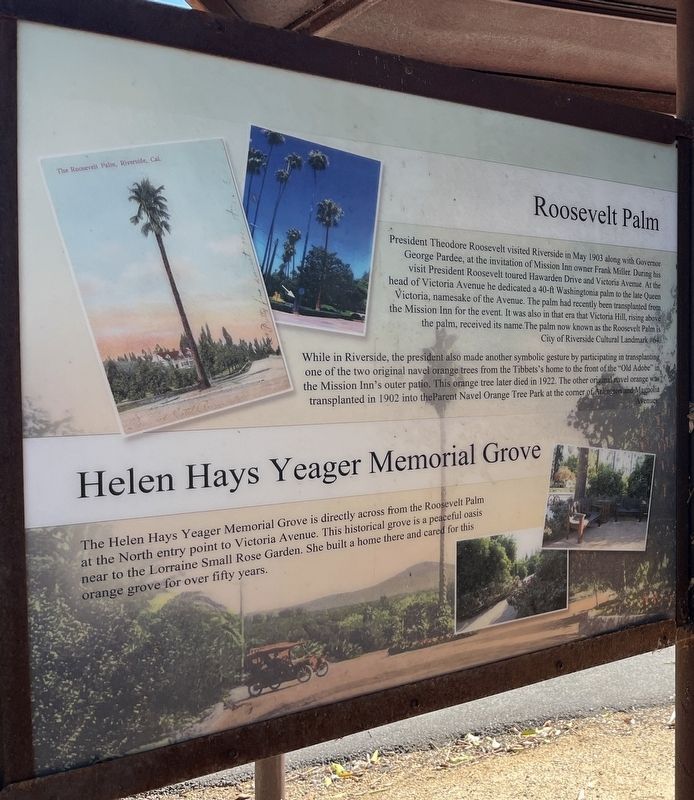Roosevelt Palm / Helen Hays Yeager Memorial Grove Marker. Click for full size. Roosevelt Palm / Helen Hays Yeager Memorial Grove Marker image. Click for full size.