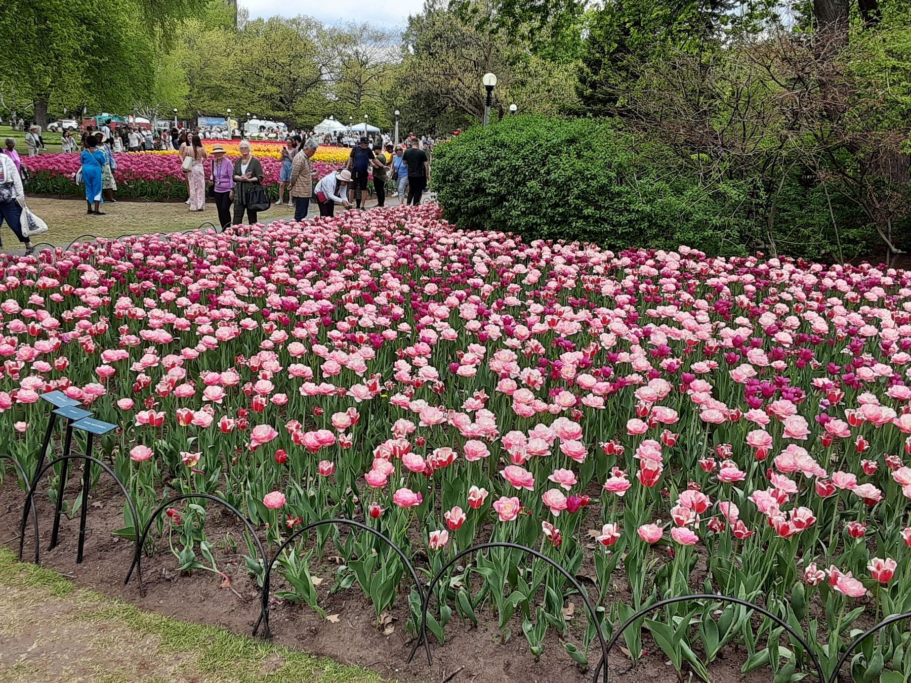 Dow's Lake Tulip Festival Area image. Click for full size.