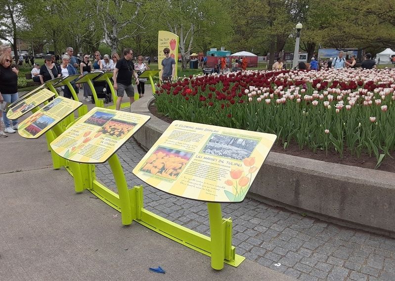 The Tulip Legacy/<lang=fr>Les tulipes de l'amiti� Markers<lang=fr> image. Click for full size.