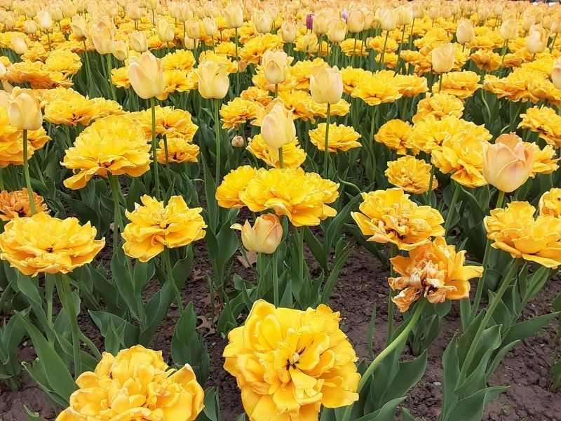 Tulips at Dow's Lake image. Click for full size.