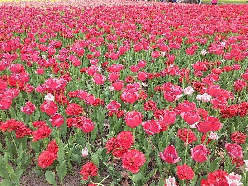 Tulips at Dow's Lake image. Click for full size.