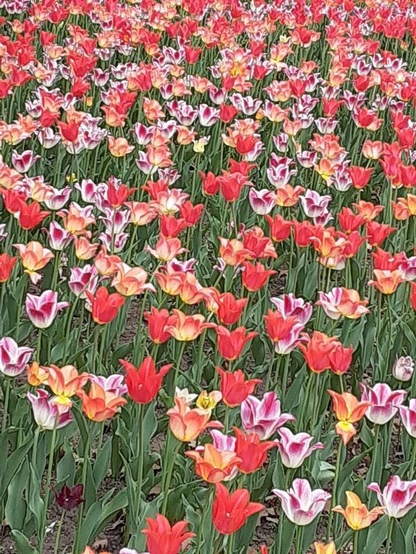 Tulips at Dow's Lake image. Click for full size.