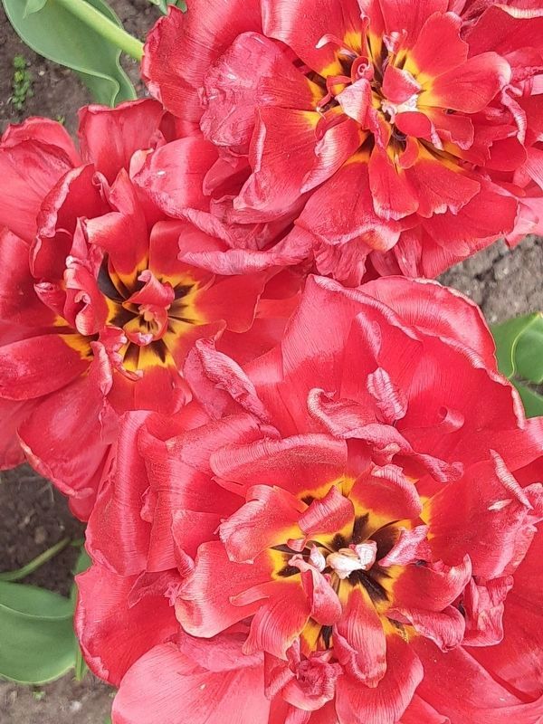 Tulips at Dow's Lake image. Click for full size.