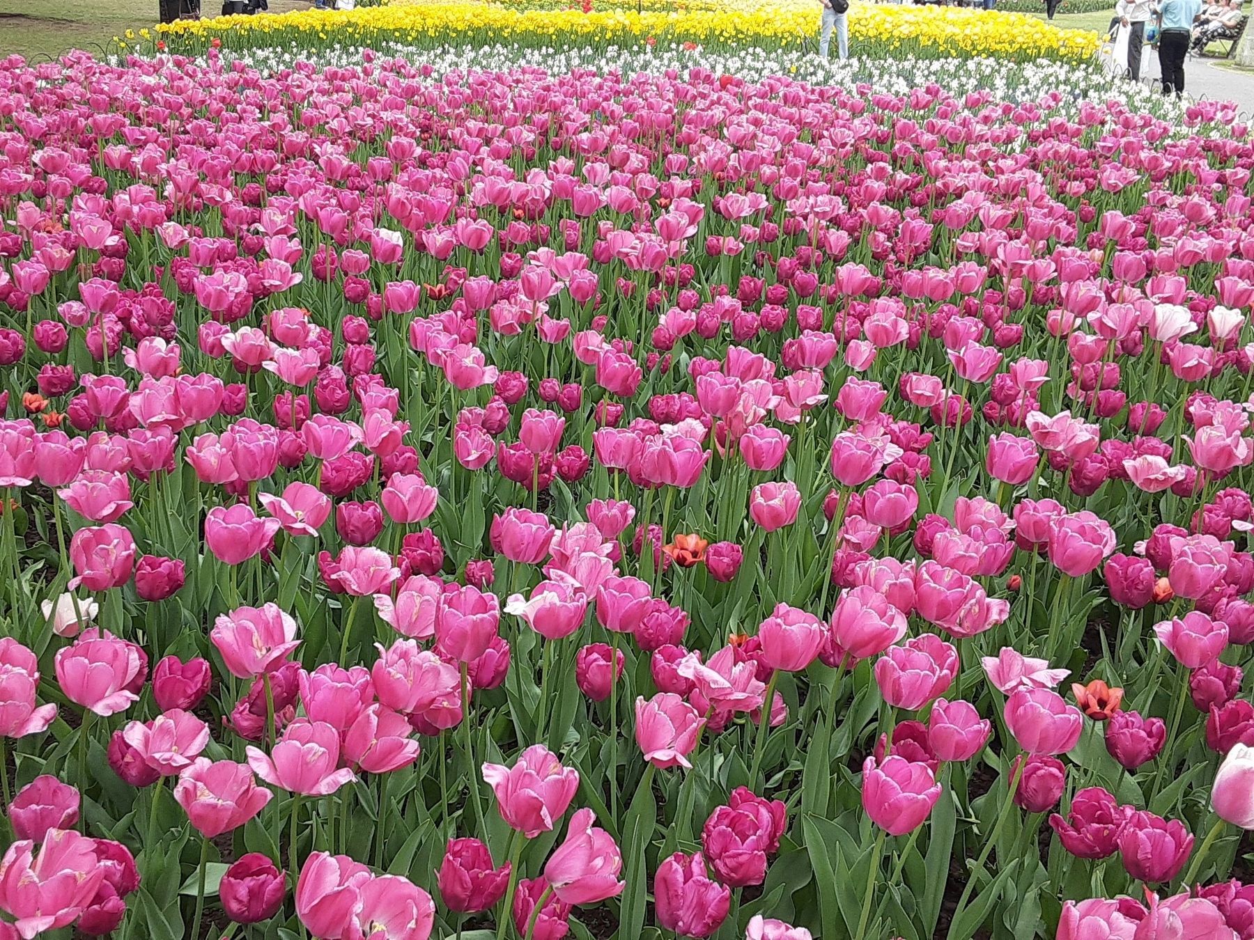 Tulips at Dow's Lake image. Click for full size.