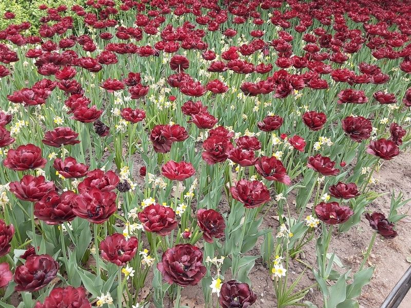 Tulips at Dow's Lake image. Click for full size.