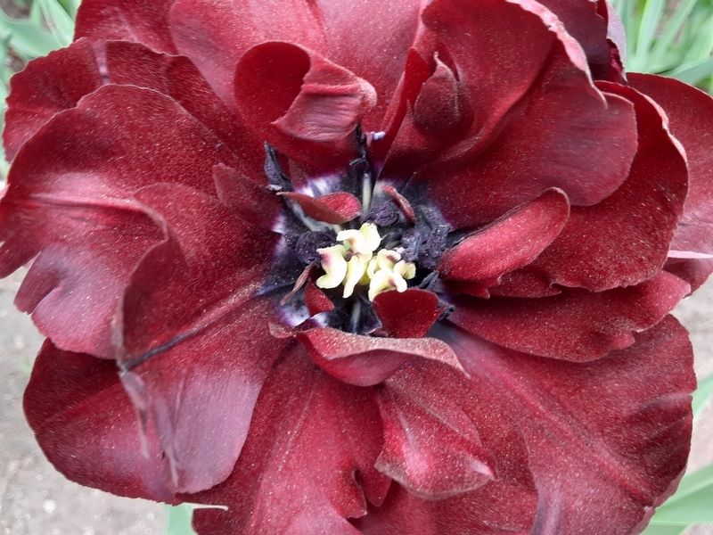 Tulip at Dow's Lake Detail image. Click for full size.