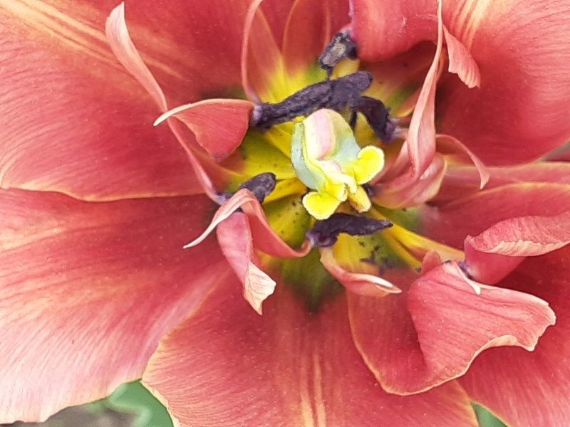 Tulip at Dow's Lake Detail image. Click for full size.