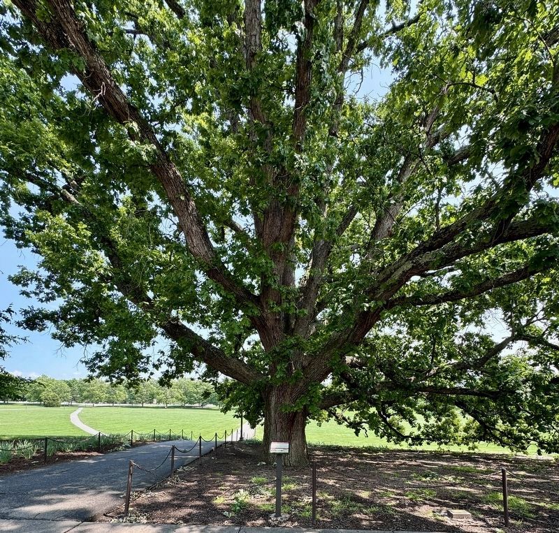 The Alwood Oak and Marker. Click for full size. The Alwood Oak and Marker image. Click for full size.