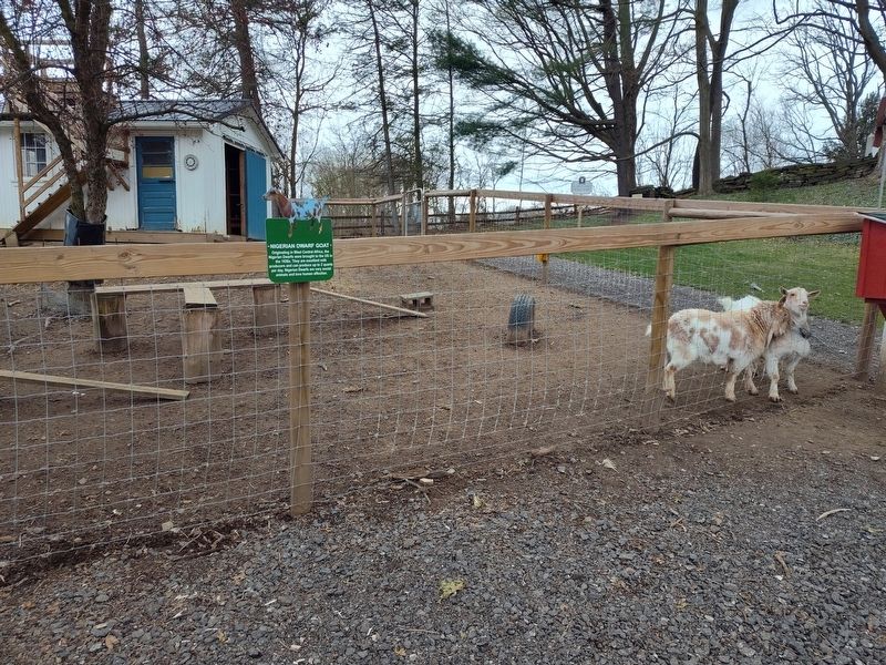 Nigerian Dwarf Goat Marker image. Click for full size.