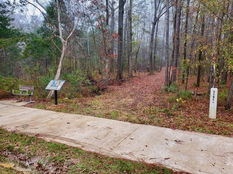 Working and Living in a "Dead Town" Marker along Vine Street Nature Trail.. Click for full size. Working and Living in a "Dead Town" Marker along Vine Street Nature Trail. image. Click for full size.