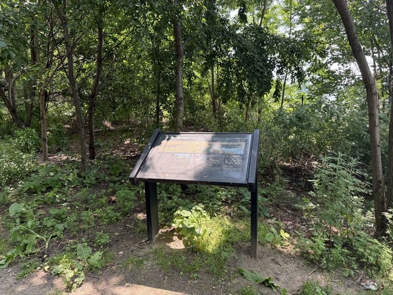 Salt Marsh Restoration at Soundview Park Marker. Click for full size. Salt Marsh Restoration at Soundview Park Marker image. Click for full size.