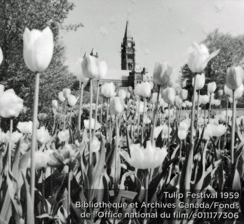 Marker detail: Tulip Festival 1959 image. Click for full size.
